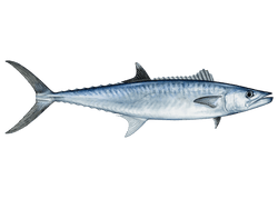 king mackerel